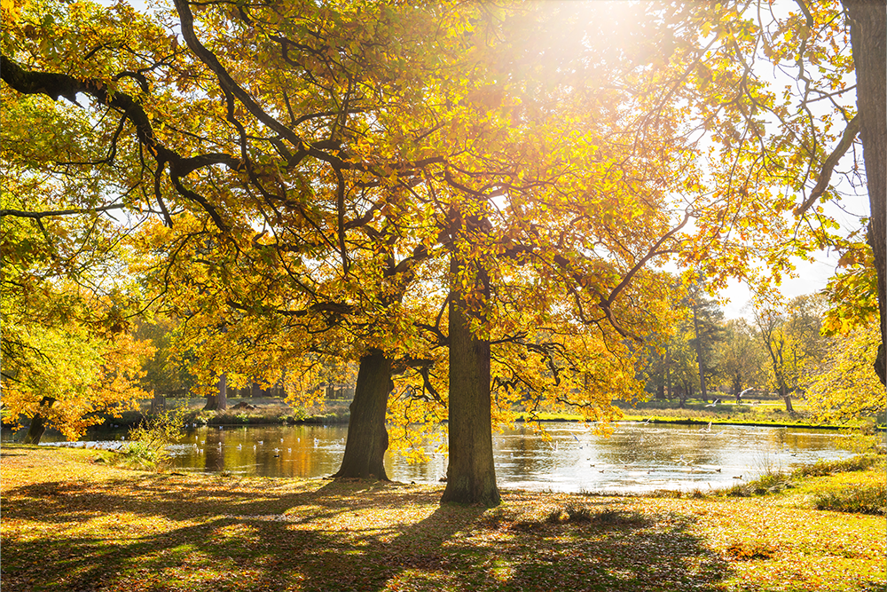 autumn trees